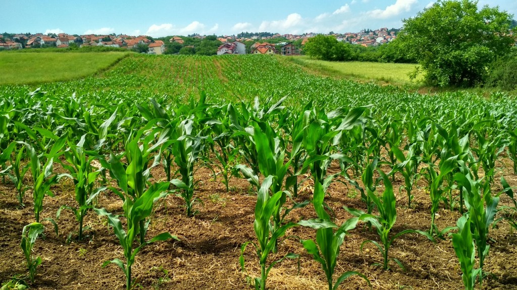 Gadhawala's Farm in Gadha